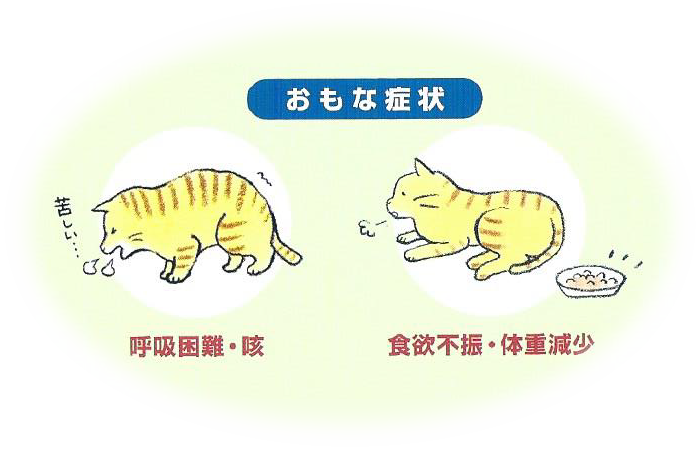 主な症状　呼吸困難・咳、食欲不振・体重減少