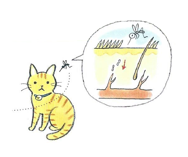 2.蚊に吸血されると幼虫が蚊の刺した穴から猫の体内に侵入