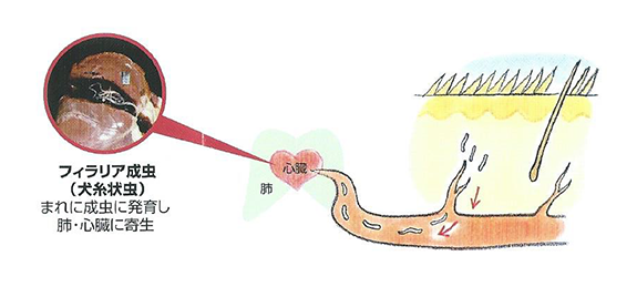 3.幼虫は皮膚を移動しながら発育し、やがて血管内へ侵入