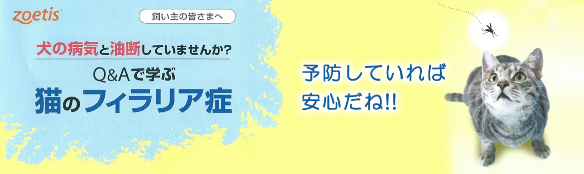 Q&Aで学ぶ猫のフィラリア症