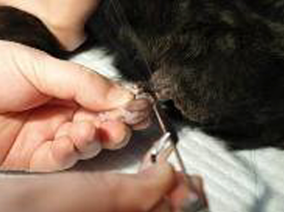 また腫瘍の切除などの手術の際にも、出血や疼痛を抑えペットの負担を軽減。