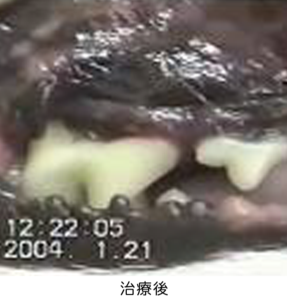 歯周病・歯肉炎・猫口内炎の治療