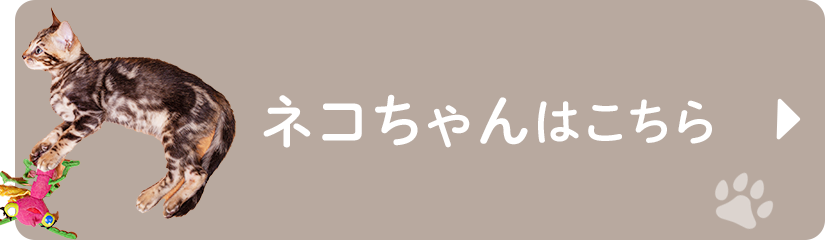 ネコちゃんはこちら